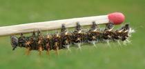 C-blanc ou Gamma (Polygonia C-album), chenille au stade 4,  sur allumette, photo 1.