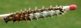 C-blanc ou Gamma (Polygonia C-album), chenille au stade 4,  sur allumette, photo 2
