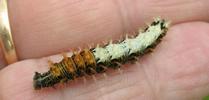 C-blanc ou Gamma (Polygonia C-album), chenille au stade 4, en main, photo 2.