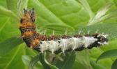 C-blanc ou Gamma (Polygonia C-album), chenille au stade 4, photo 1.
