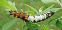 C-blanc ou Gamma (Polygonia C-album), chenille stade 4 (crotte), photo 1