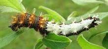 C-blanc ou Gamma (Polygonia C-album), chenille au stade 4, photo 2.