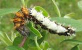 C-blanc ou Gamma (Polygonia C-album), chenille au stade 4, photo 4.