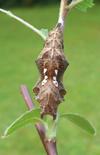 C-blanc ou Gamma (Polygonia C-album), chrysalide, photo 3.