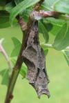C-blanc ou Gamma (Polygonia C-album), chrysalide, photo 5.