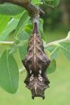 C-blanc ou Gamma (Polygonia C-album), chrysalide, photo 6.