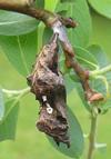 C-blanc ou Gamma (Polygonia C-album), chrysalide, photo 7.