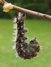 C-blanc ou Gamma (Polygonia C-album), chenille suspendue en pr&eacute;-nymphose, photo 3.
