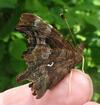 C-blanc ou Gamma (Polygonia C-album),  adulte en main, photo 4.