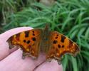 C-blanc ou Gamma (Polygonia C-album),  adulte en main, photo 2.