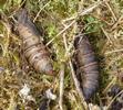 Petit sphinx de la vigne ou petit pourceau (Deilephila porcellus),  cocons.