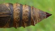 Petit sphinx de la vigne ou petit pourceau (Deilephila porcellus), chrysalide, couronnes de spicules en vue ventrale.