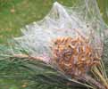 Processionnaire du pin (Thaumetopoea pityocampa) nid  de chenilles au 4e stade (élevage), photo 1.