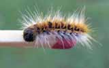 Processionnaire du pin (Thaumetopoea pityocampa), chenille au 4e stade, photo 2.