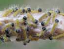 Processionnaires du pin (Thaumetopoea pityocampa) chenilles naissantes , photo 2.