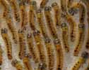 Processionnaire du pin (Thaumetopoea pityocampa) colonie de chenilles stade 2 en deplacement, detail.