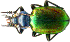Calosoma sycophanta