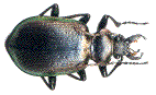 Calosoma inquisitor