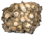 groupe de cocons de Thaumetopoea processionea