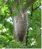 nid de processionnaires sous branche (photo 1)