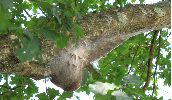 nid de processionnaires sous branche (photo 3)