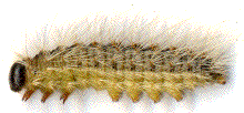 chenille Processionnaires du chêne