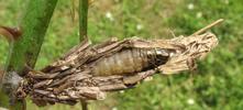 Psych&eacute; du gramen (Canephora unicolor) fourreau ouvert  montrant une chenille &agrave; terme.