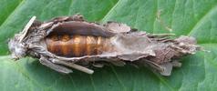 Psych&eacute; du gramen (Canephora unicolor) fourreau femelle ouvert montrant la chrysalide.