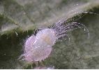 Psylle de la ronce, nymphes, photo 4