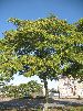 Albizia (Albizia julibrissin), vue d'ensemble
