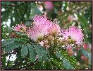 Albizia (Albizia julibrissin), aperçu de la floraison.