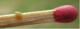 Psylle de l'albizia (Acizzia jamatonica), jeune larve, photo 1