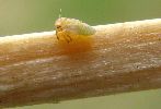 Psylle de l'albizia (Acizzia jamatonica), jeune larve, photo 2