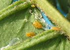 Psylle de l'albizia (Acizzia jamatonica), larves diverses, photo 1