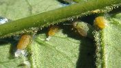 Psylle de l'albizia (Acizzia jamatonica), larves diverses, photo 3
