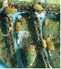 Psylle de l'albizia (Acizzia jamatonica), larves diverses, photo 4