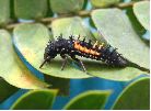 Coccinelle asiatique (Harmonia axyridis), larve, photo 2