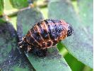 Coccinelle asiatique (Harmonia axyridis), nymphe, photo 2