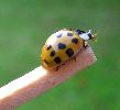 Coccinelle asiatique (Harmonia axyridis), adulte, photo 1