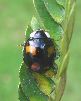 Coccinelle asiatique (Harmonia axyridis), adulte, photo 2