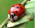Coccinelle asiatique (Harmonia axyridis), adulte, photo 3