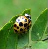 Coccinelle asiatique (Harmonia axyridis), adulte, photo 4