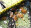 Psylle de l'albizia (Acizzia jamatonica), larves diverses, photo 2