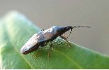 Punaise Anthocoride (Anthocoris nemoralis), adulte, photo 2