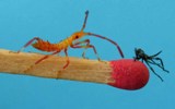 Punaise am&eacute;ricaine (Leptoglossus occidentalis) stade 2, photo 1