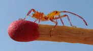 Punaise am&eacute;ricaine (Leptoglossus occidentalis), stade 2, photo 3