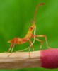 Punaise am&eacute;ricaine (Leptoglossus occidentalis) stade 2 photo 2