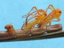 Punaises am&eacute;ricaines (Leptoglossus occidentalis), &eacute;closions multiples, photo 5