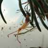 Punaise am&eacute;ricaine (Leptoglossus occidentalis), me du 2e au 3e stade larvaire