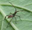 Punaise am&eacute;ricaine (Leptoglossus occidentalis), larve au stade 3, photo 8